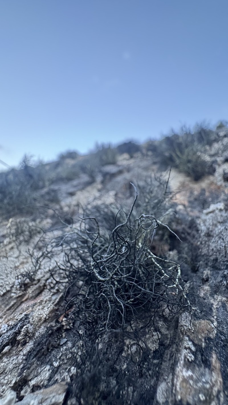 Witch's Hair Lichen photo 5