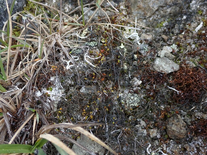 Witch's Hair Lichen photo 6