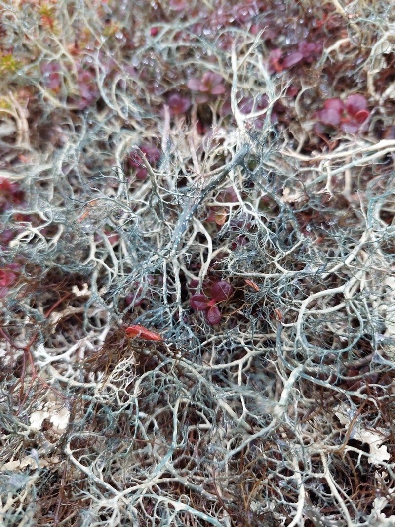Witch's Hair Lichen photo 7