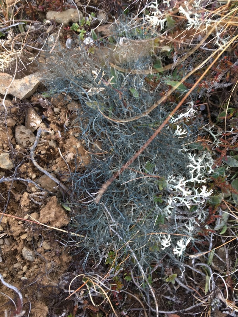 Witch's Hair Lichen photo 8
