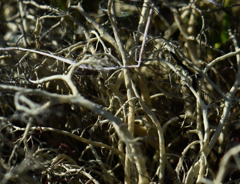 Witch's Hair Lichen