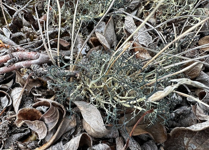 Witch's Hair Lichen photo 2