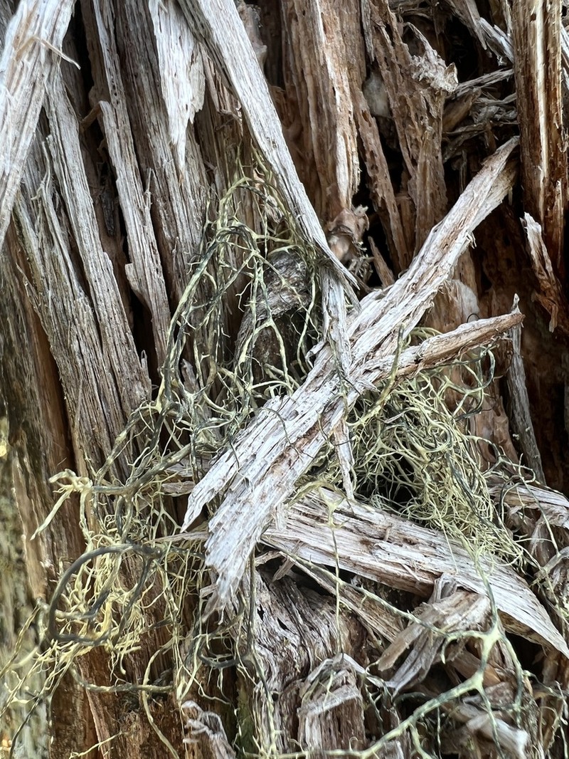 Witch's Hair Lichen photo 3