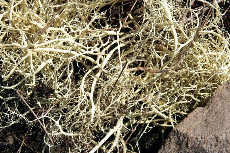 Witch's Hair Lichen photo 4