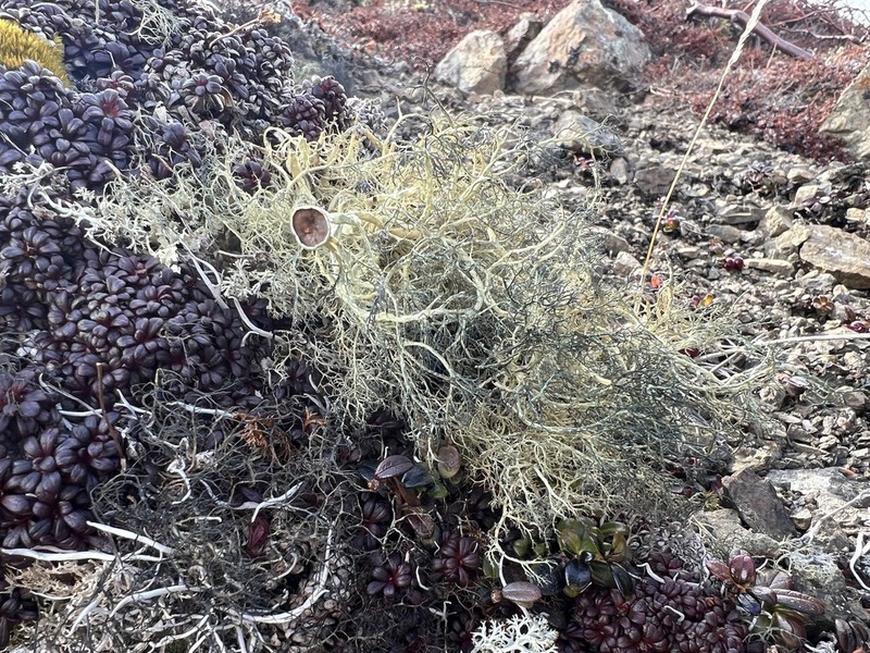 Witch's Hair Lichen photo 5