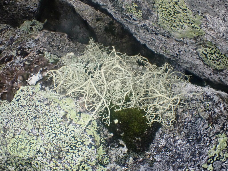 Witch's Hair Lichen photo 6