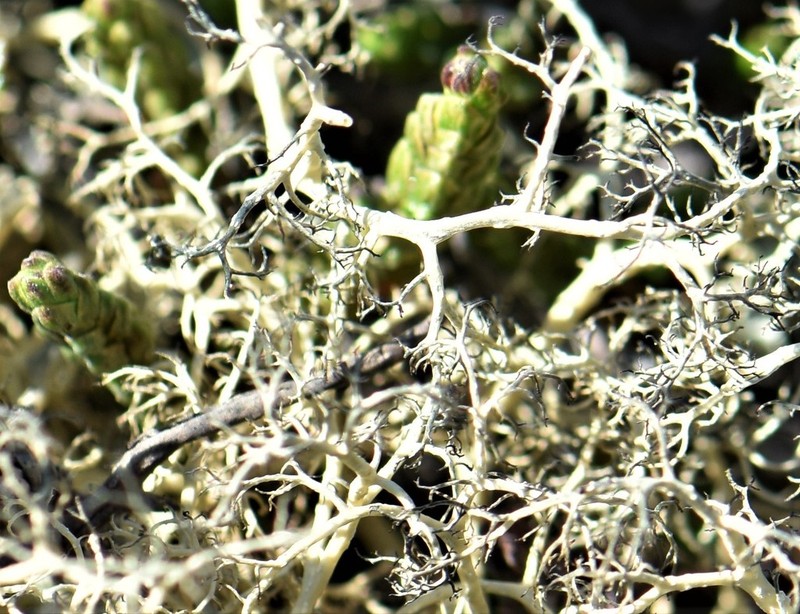 Witch's Hair Lichen photo 7