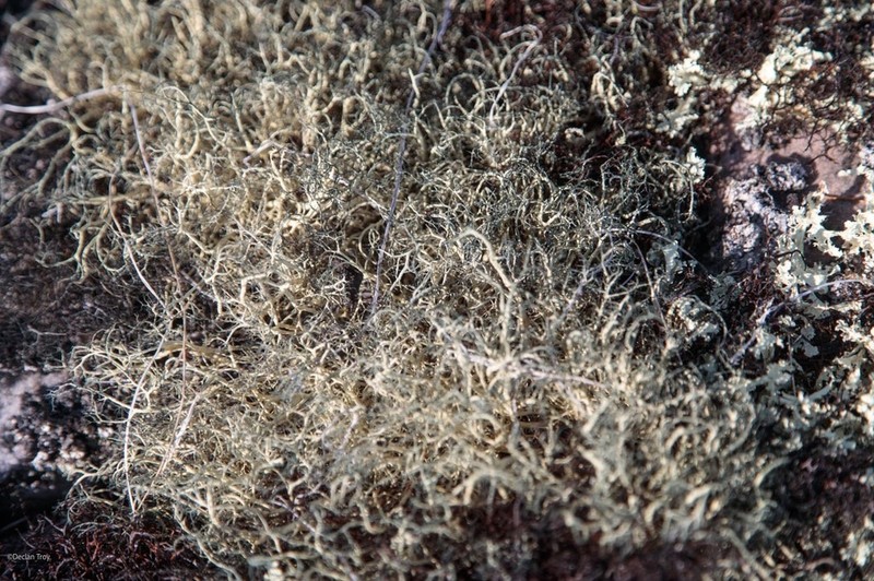 Witch's Hair Lichen photo 8