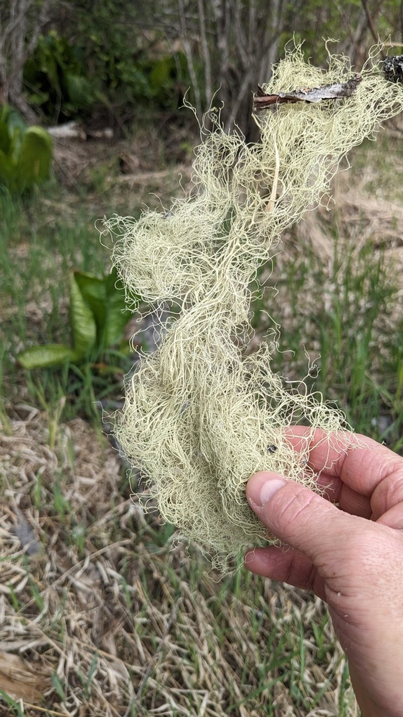 Witch's Hair Lichen photo 2