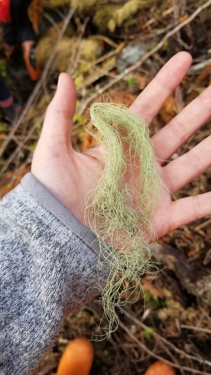 Witch's Hair Lichen photo 3