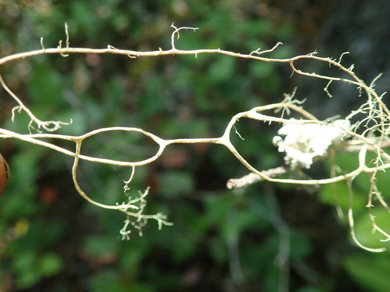 Witch's Hair Lichen photo 4