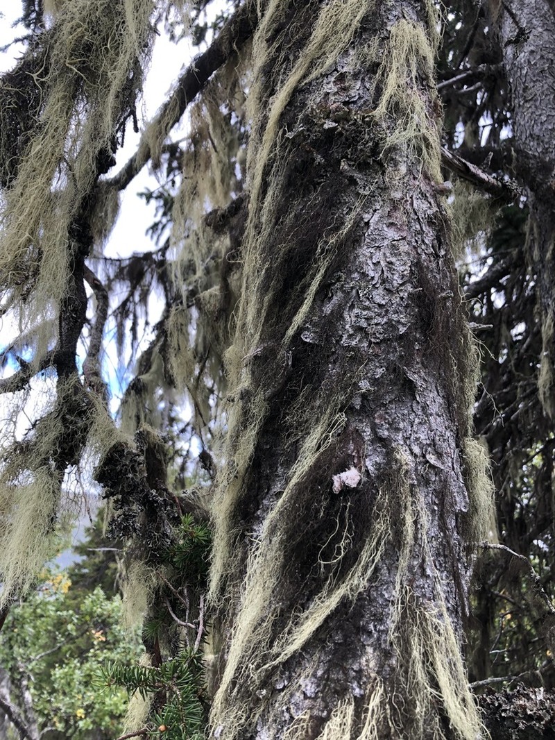 Witch's Hair Lichen photo 5