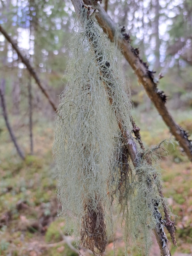 Witch's Hair Lichen photo 6