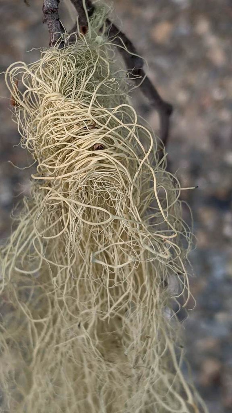 Witch's Hair Lichen photo 7