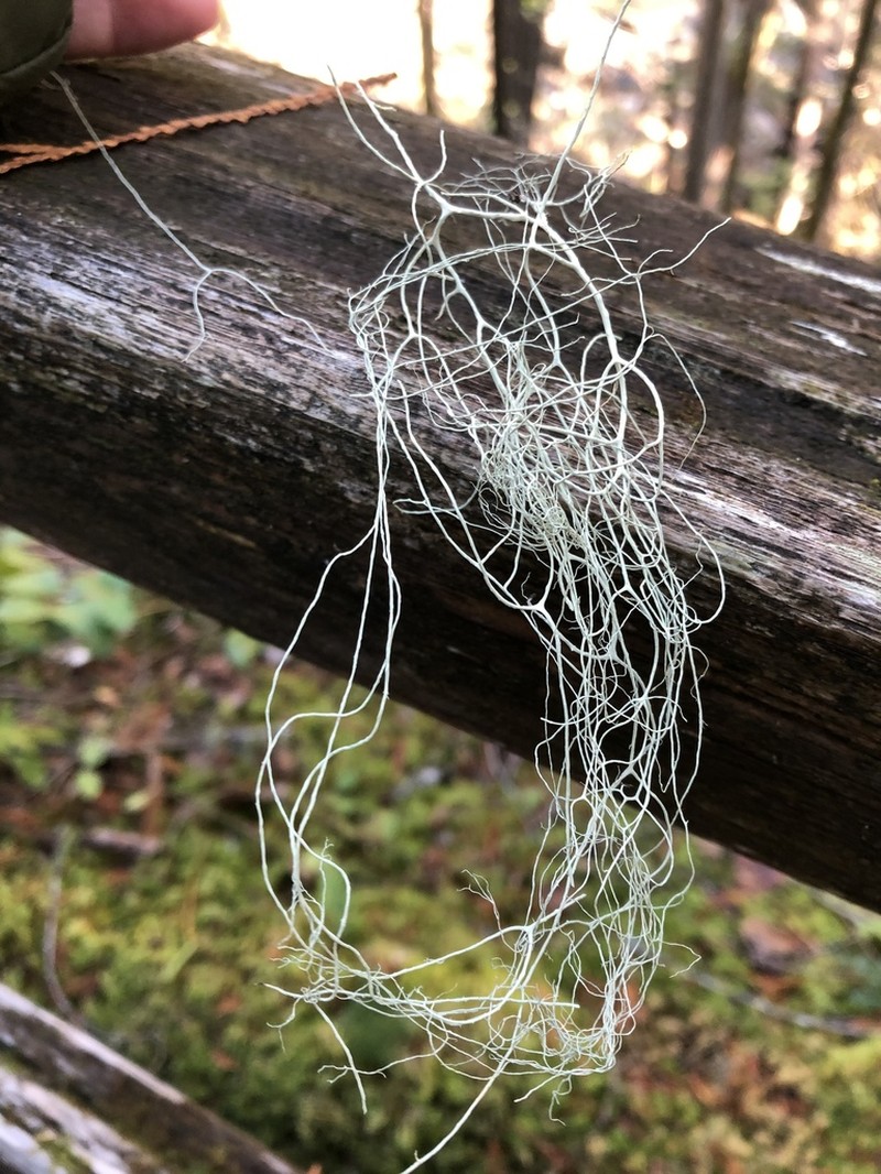 Witch's Hair Lichen photo 8