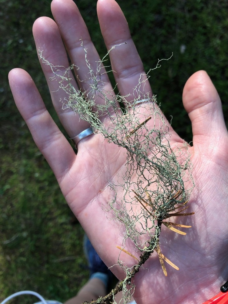 Vancouver Witch's Hair Lichen