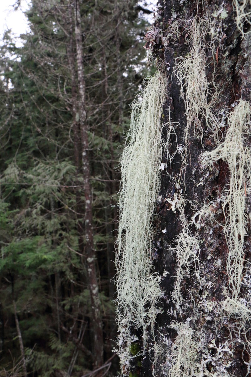 Vancouver Witch's Hair Lichen photo 2