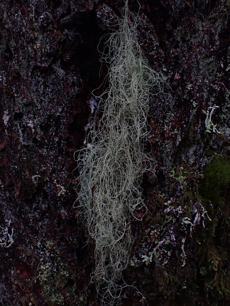 Vancouver Witch's Hair Lichen photo 3