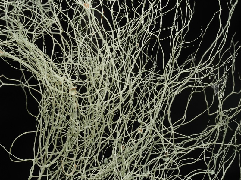Vancouver Witch's Hair Lichen photo 4