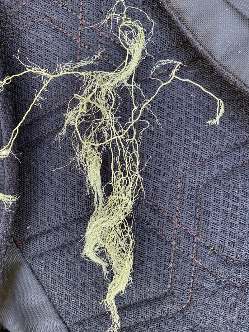 Vancouver Witch's Hair Lichen photo 5