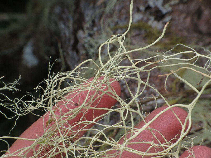 Vancouver Witch's Hair Lichen photo 6