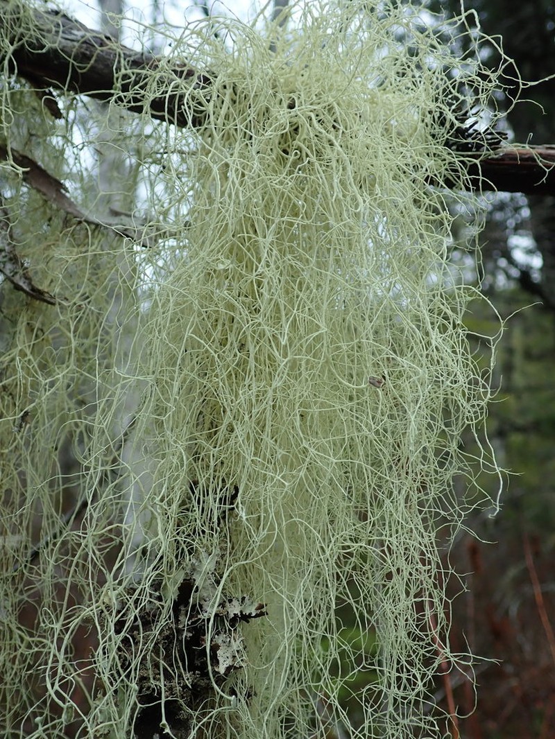 Vancouver Witch's Hair Lichen photo 7