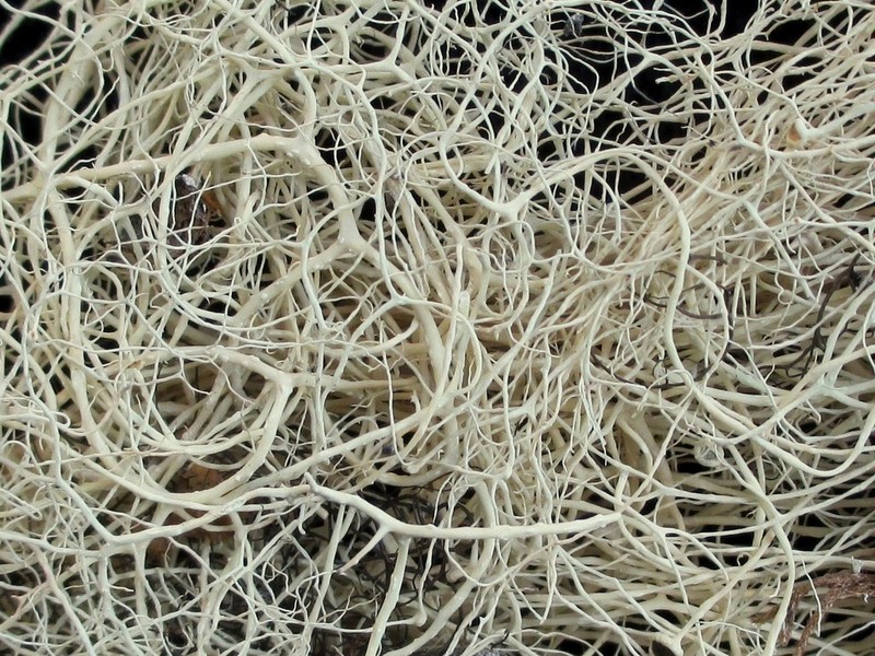 Vancouver Witch's Hair Lichen photo 8
