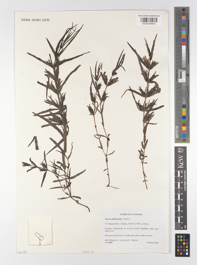 Alectra aurantiaca