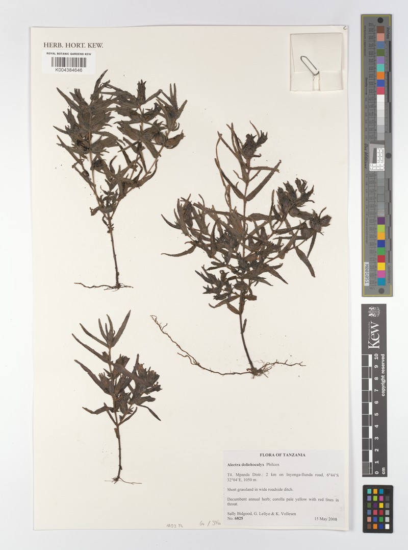 Alectra aurantiaca photo 2
