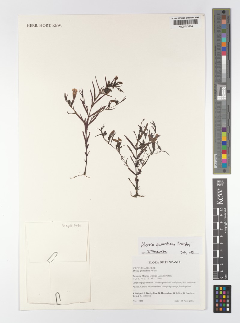 Alectra aurantiaca photo 3
