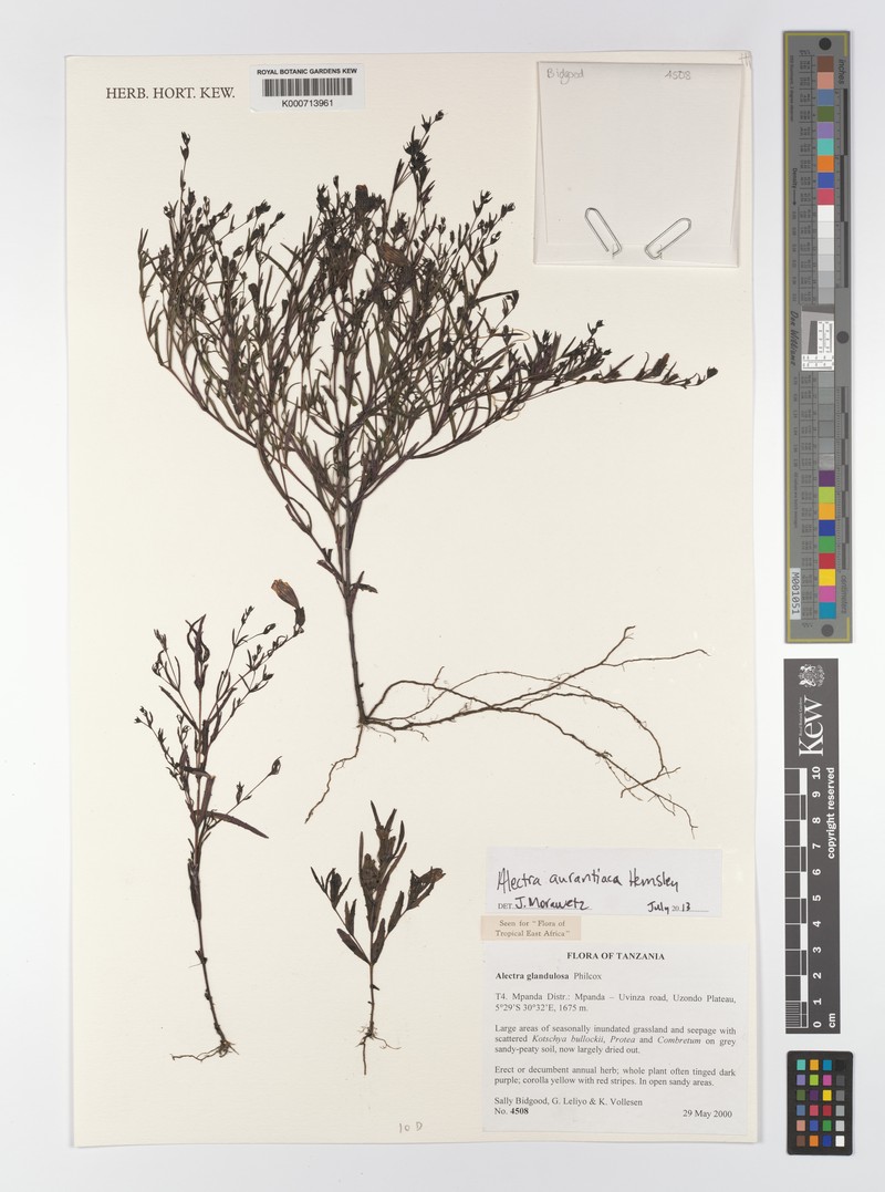 Alectra aurantiaca photo 4