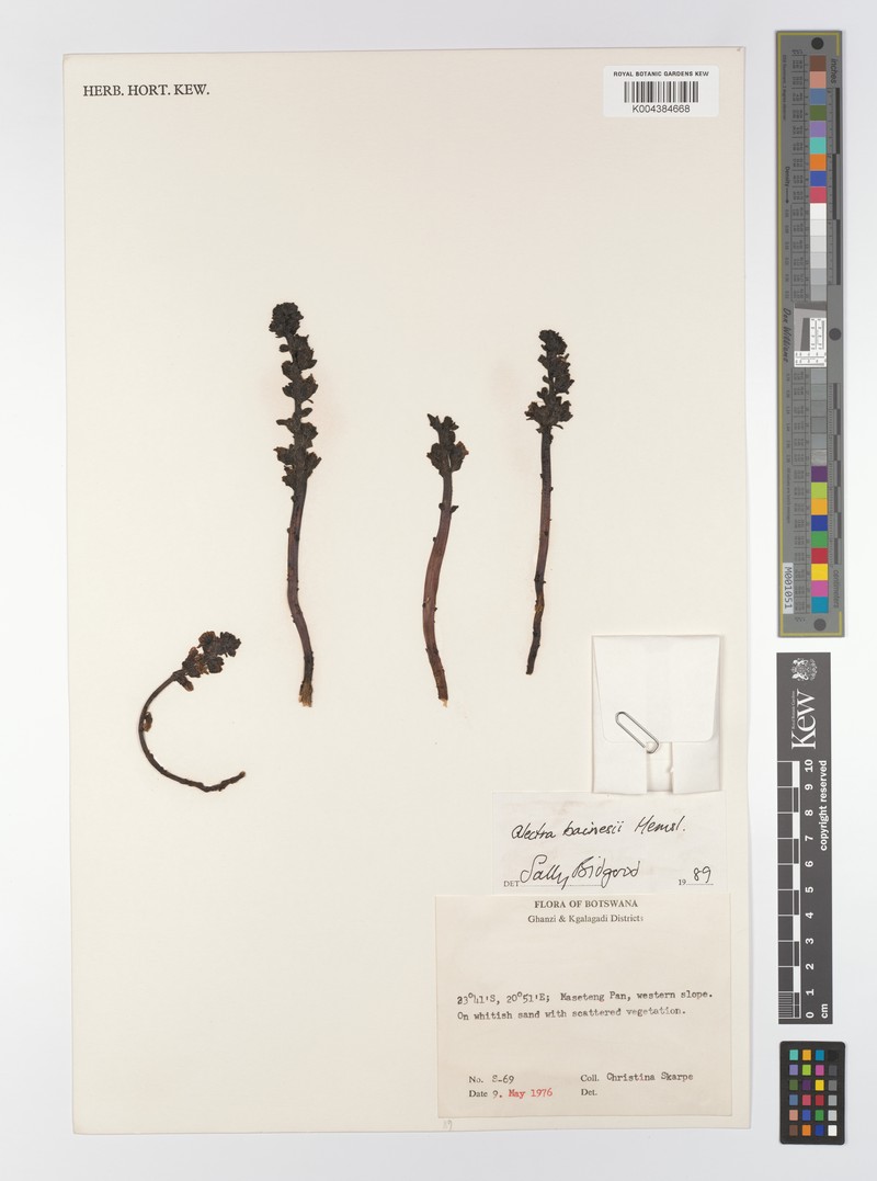 Alectra bainesii photo 2