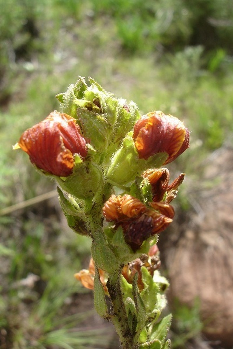 Alectra basutica