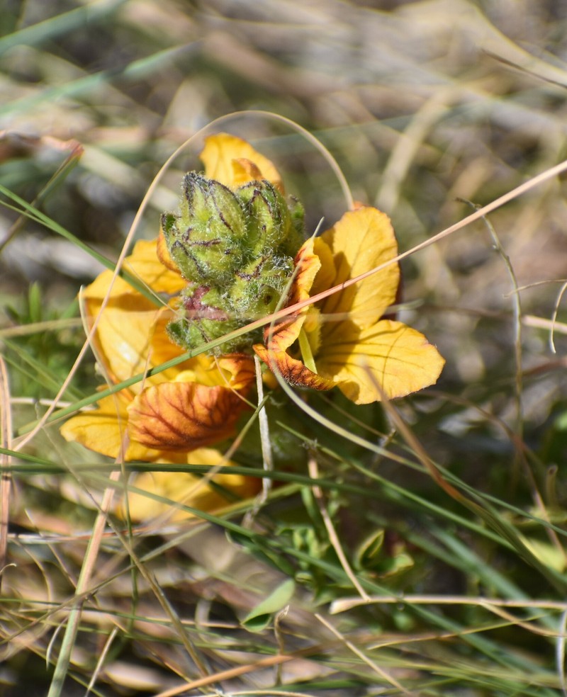 Alectra basutica photo 5