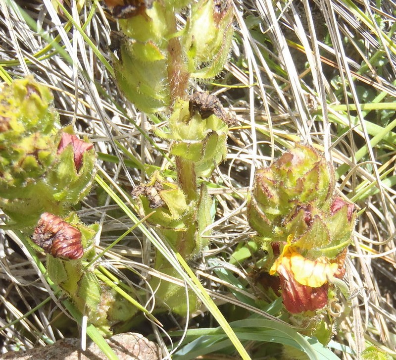 Alectra basutica photo 6