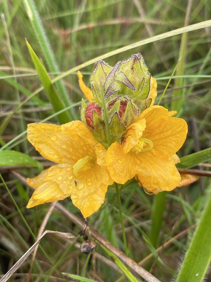 Alectra capensis