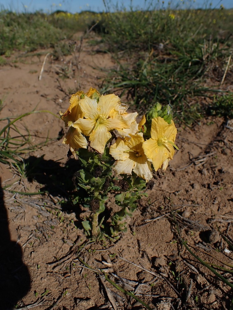 Alectra capensis photo 2