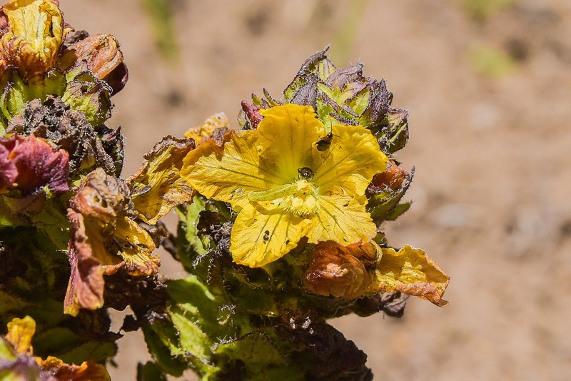 Alectra capensis photo 3