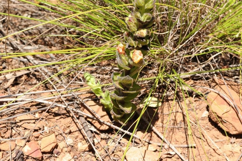 Alectra capensis photo 4