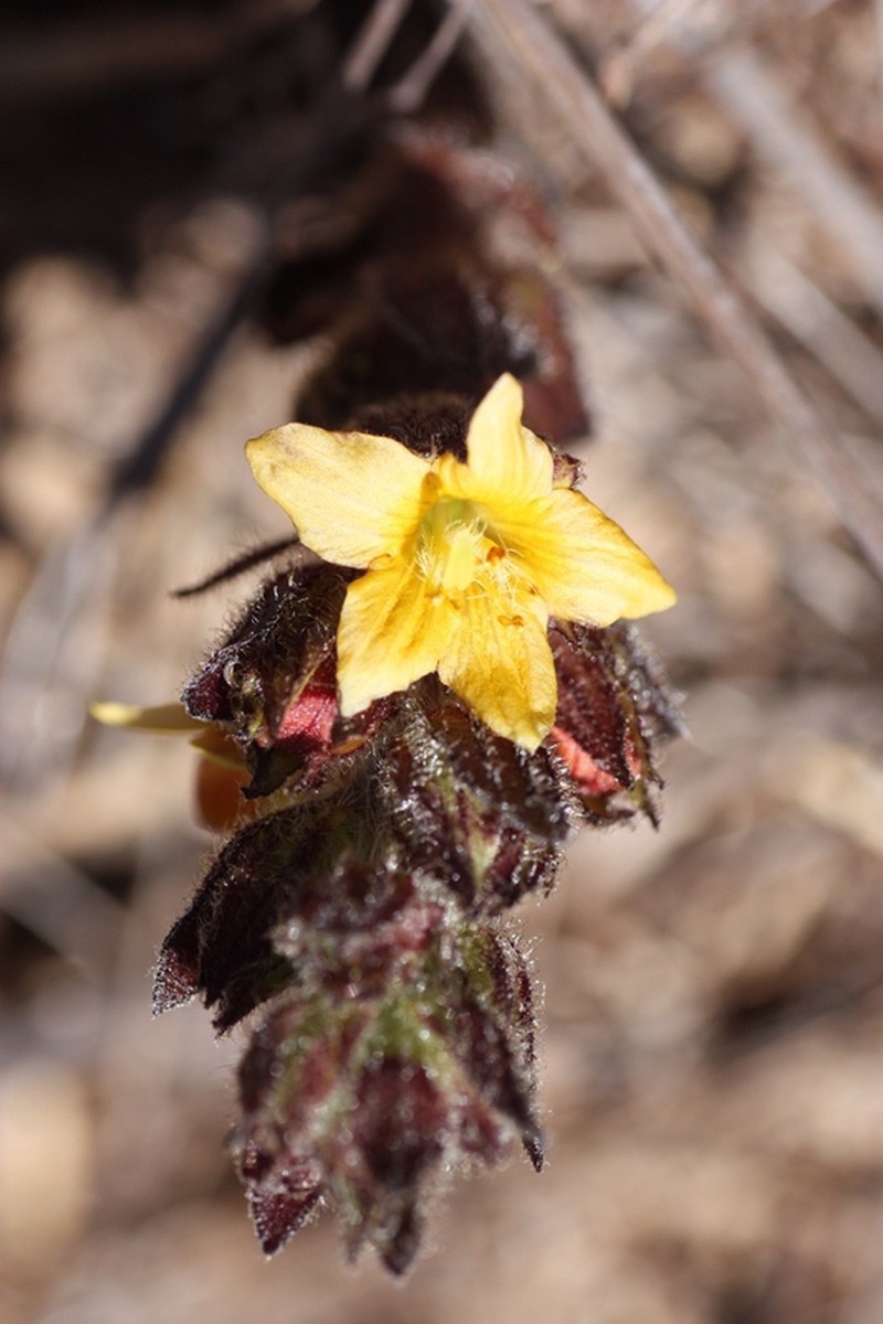 Alectra capensis photo 5