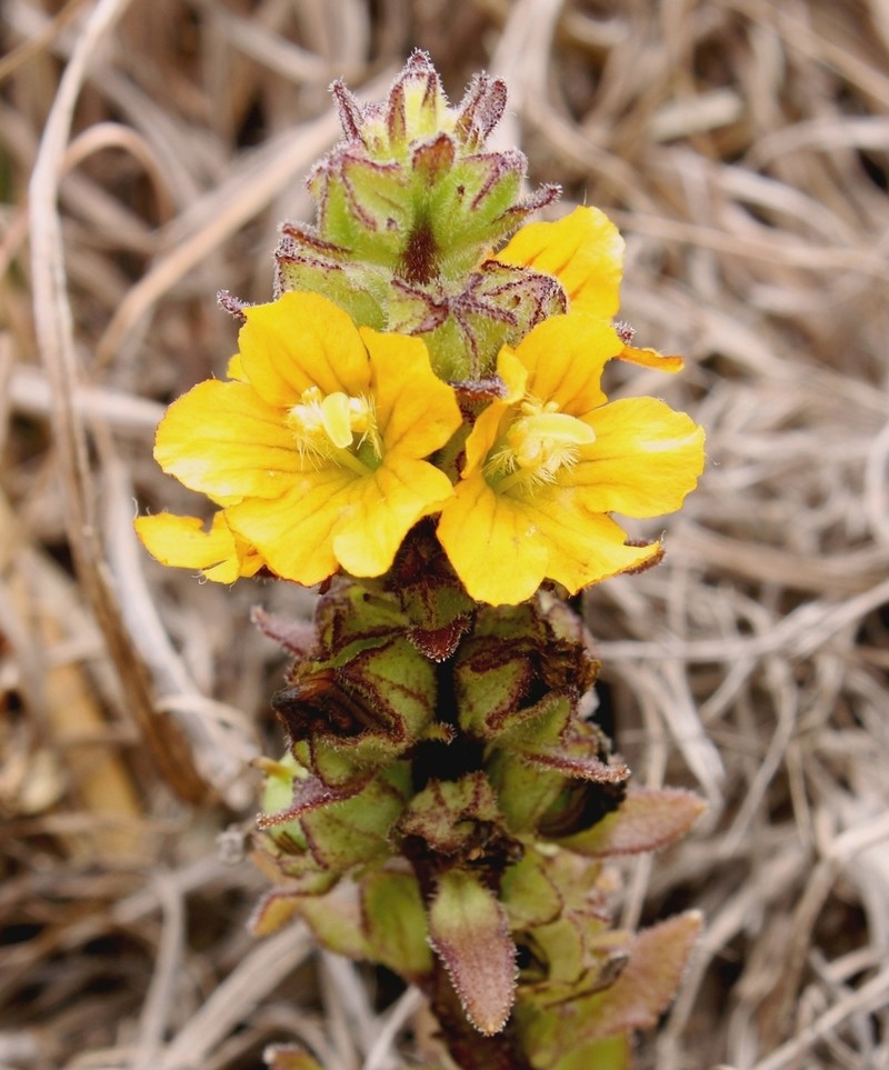 Alectra capensis photo 6
