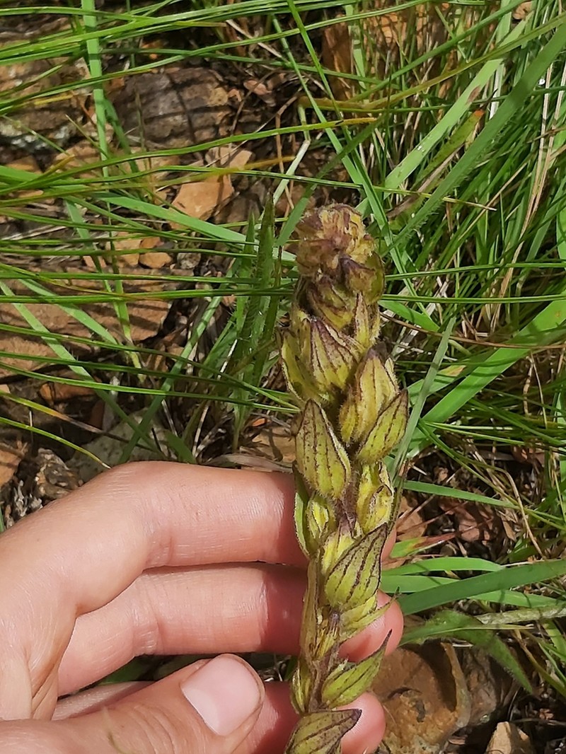 Alectra capensis photo 8