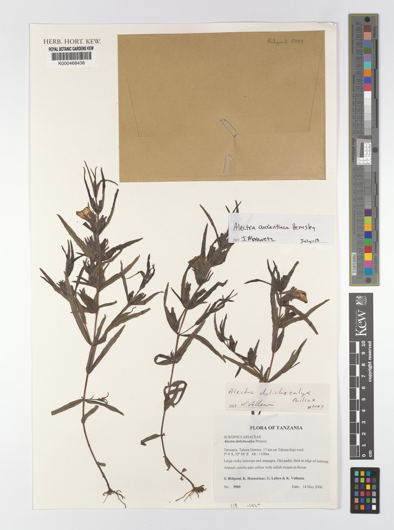 Alectra dolichocalyx