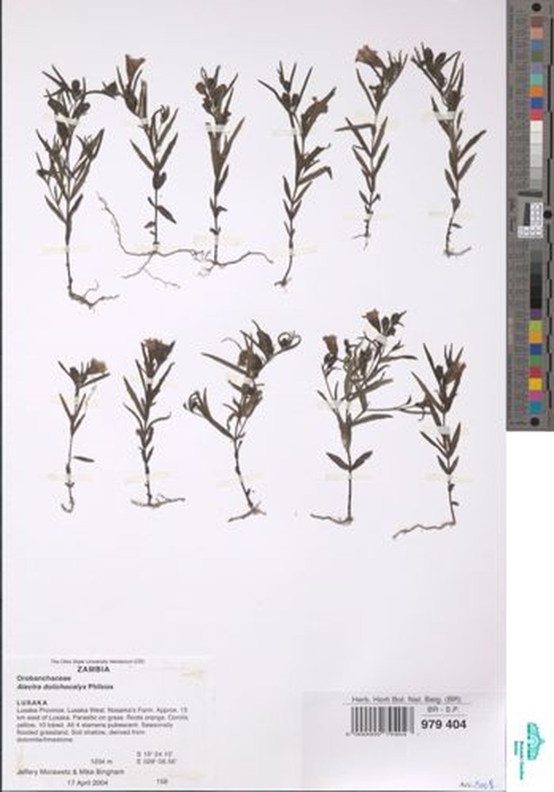 Alectra dolichocalyx photo 2