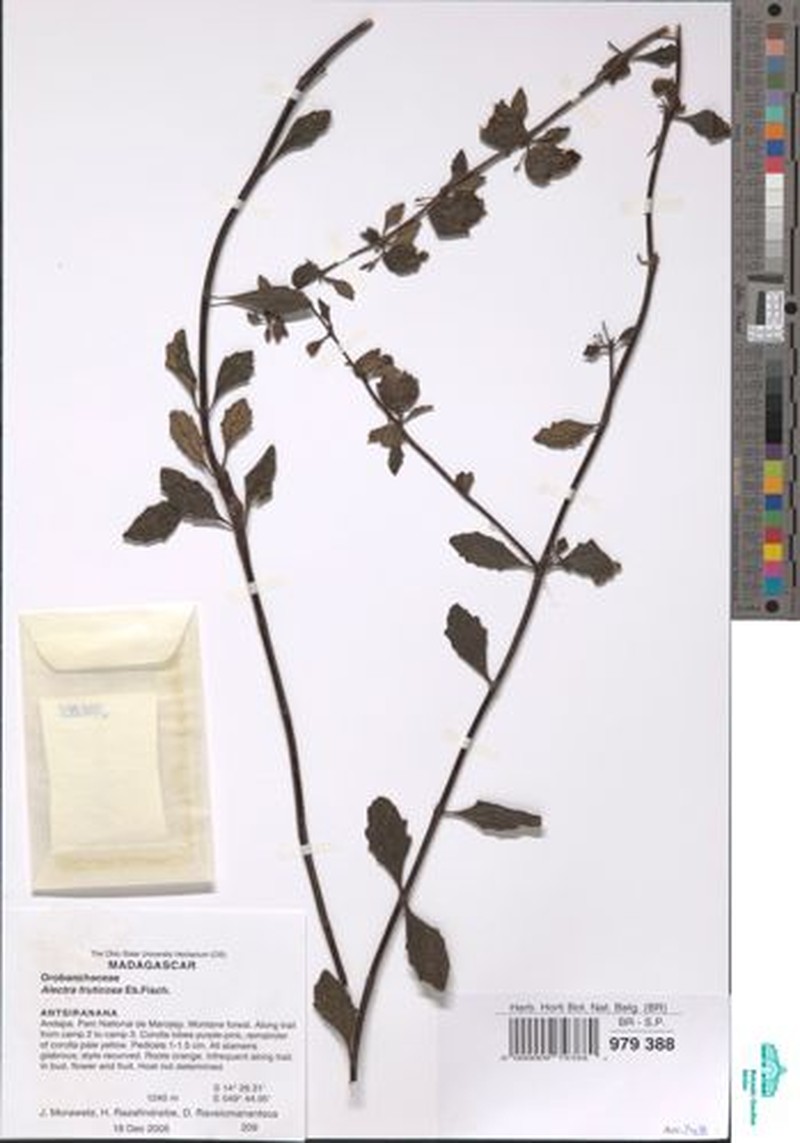 Alectra fruticosa