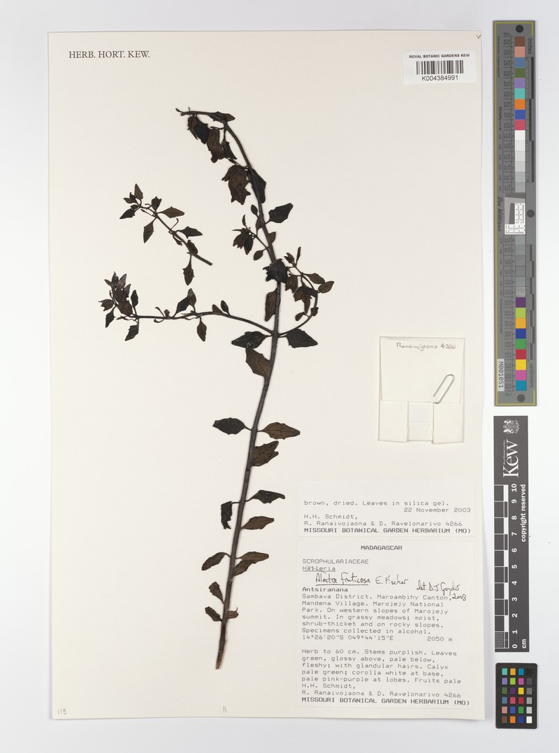Alectra fruticosa photo 2
