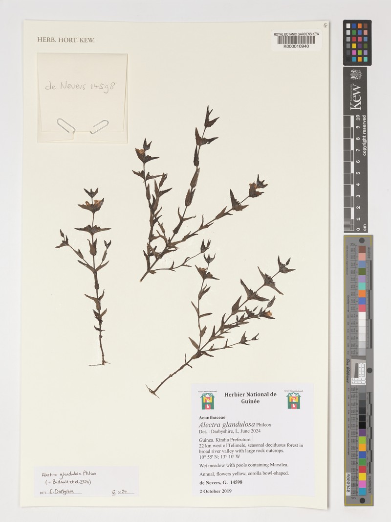 Alectra glandulosa