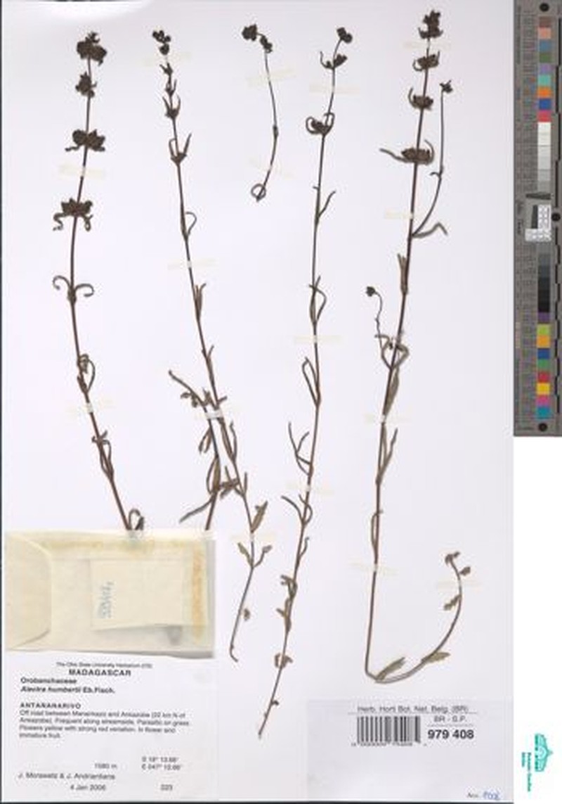 Alectra humbertii
