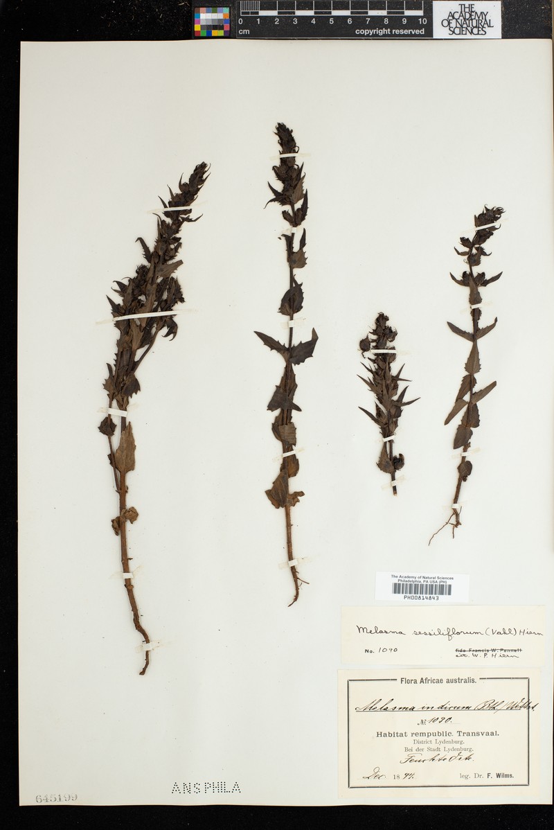 Alectra lancifolia