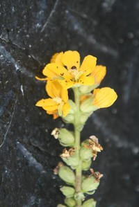 Alectra orobanchoides